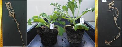 Cadmium-Tolerant Rhizospheric Bacteria of the C3/CAM Intermediate Semi-Halophytic Common Ice Plant (Mesembryanthemum crystallinum L.) Grown in Contaminated Soils